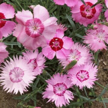 Dianthus-plumarius-spring-charm.jpg