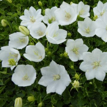 campanula carpatica alba