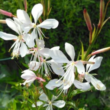 gaura sprkla white