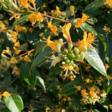 lonicera henryi cooper beauty