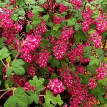 ribes sanguineum king edward