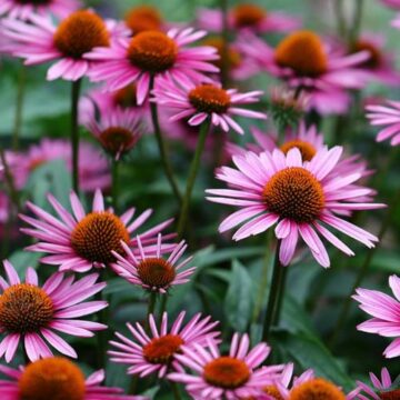 echinacea purpurea