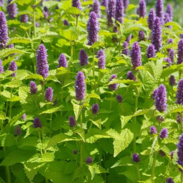 agastache foeniculum golden jubilee