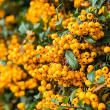 pyracantha soleil d’or