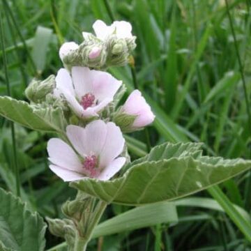 Guimauve-Althaea