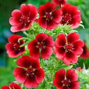 Potentilla_Monarchs_Velvet