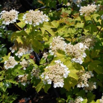 Viburnum-opulus-Compactum