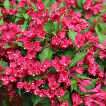 Weigelia-red-prince