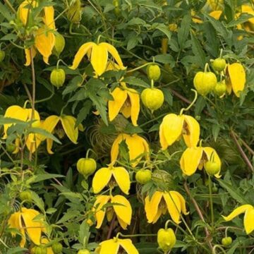 clematis tangutica