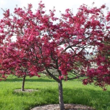 Malus floribunda ‘Royalty’