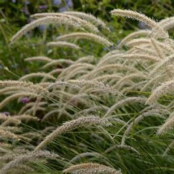 pennisetum orientale tall tails