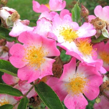 Rosa multiflora ‘adenochaeta’